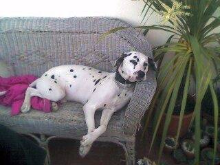 sam - Dalmatien Mâle (5 ans)