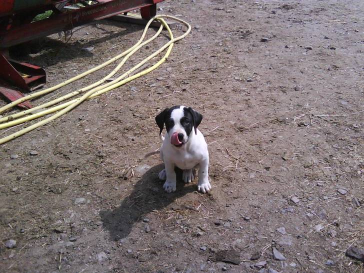 eliote - Dalmatien Mâle (1 mois)