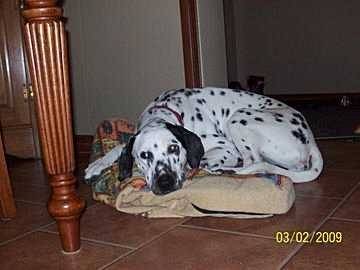 chanpion - Dalmatien Mâle (4 ans)