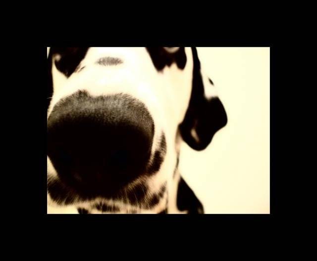 Dalmatien KIRRA - Dalmatien