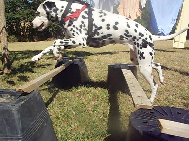 Zoé - Dalmatien (3 ans)