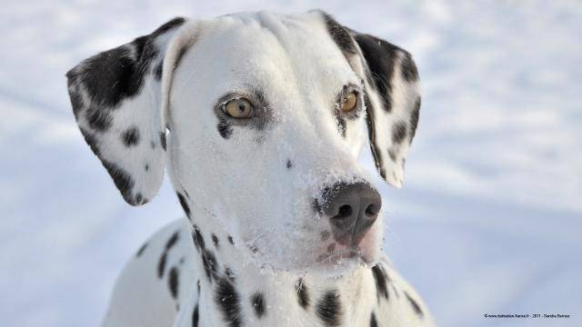 Dalmatien - Dalmatien