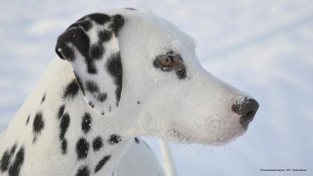 Dalmatien - Dalmatien