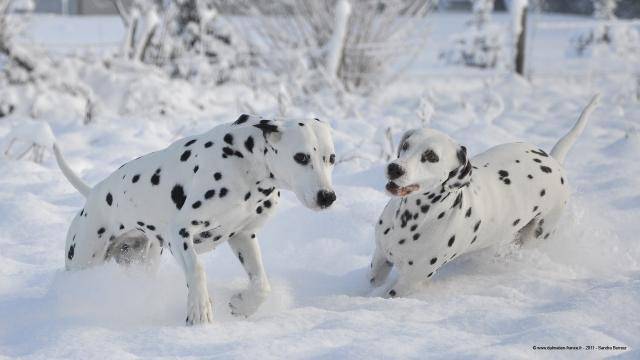 Dalmatien - Dalmatien