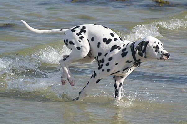 Un Dalmatien en train de courir dans l'eau