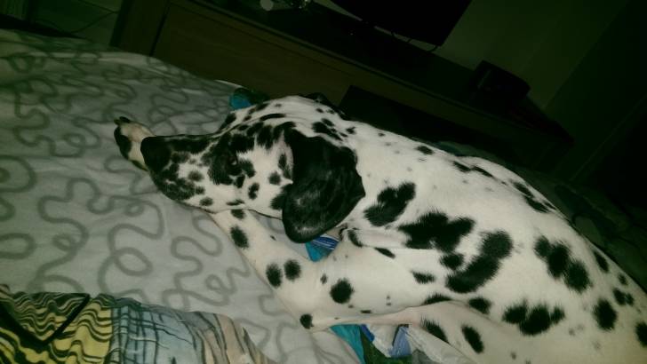 Solann - Dalmatien Mâle (1 an)