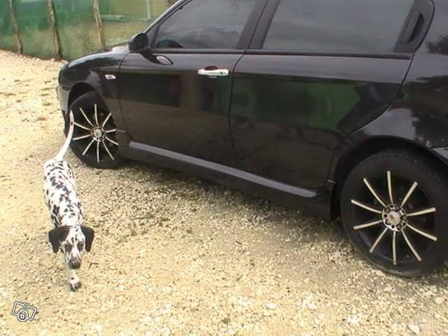 éclair - Dalmatien Mâle (2 ans)