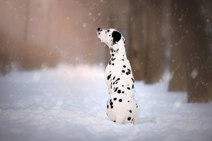 Un Dalmatien assis sous la neige