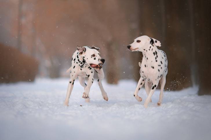 Deux Dalmatiens qui jouent dans la neige