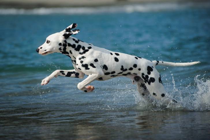 Un Dalmatien qui court dans l'eau