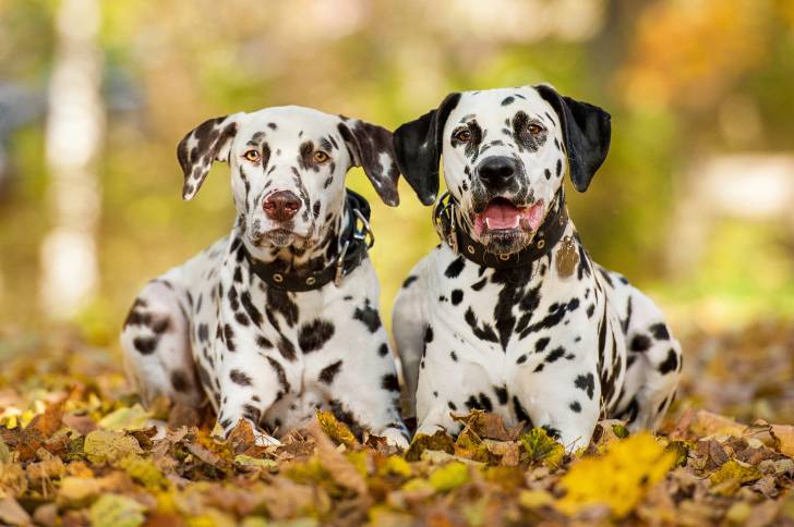 Deux Dalmatiens allongés dans les feuilles d'automne