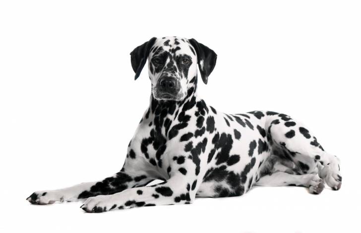 Photo Dalmatien