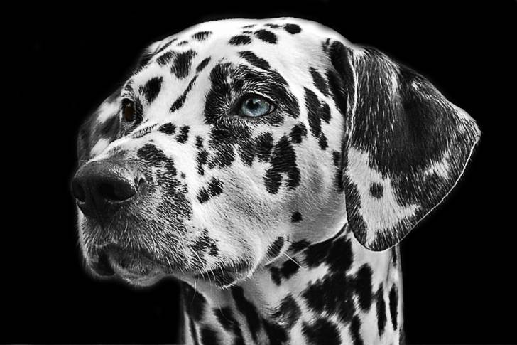 Portrait d'un Dalmatien aux yeux bleus 