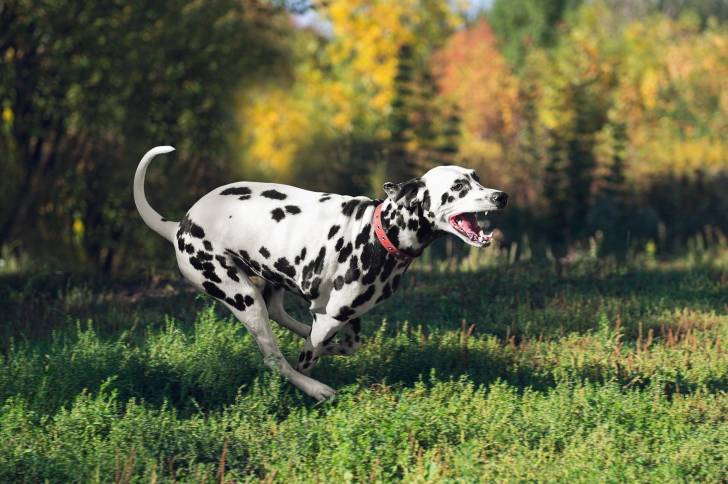 Un Dalmatien avec un collier rouge court dans l'herbe