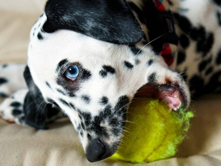 Un Dalmatien aux yeux bleus mord une balle de tennis