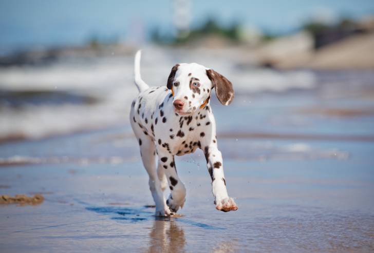 Un Dalmatien qui se promène au bord de la plage