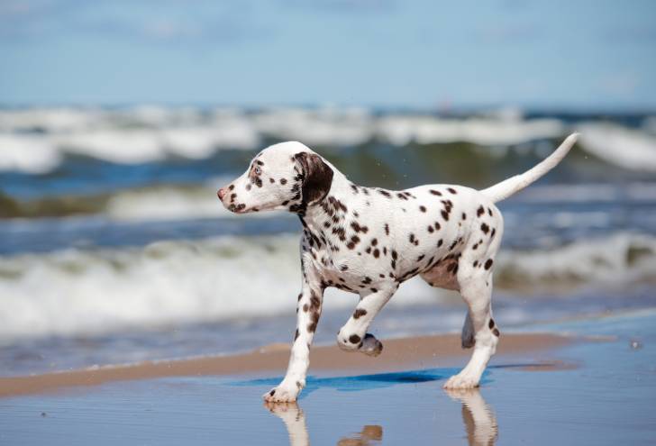 Un Dalmatien qui se promène sur la plage