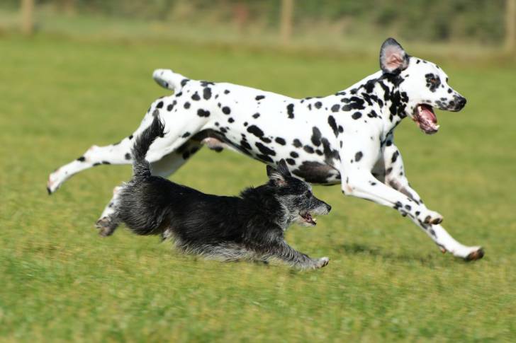 Un Dalmatien court dans l'herbe à côté d'un chien d'une autre race