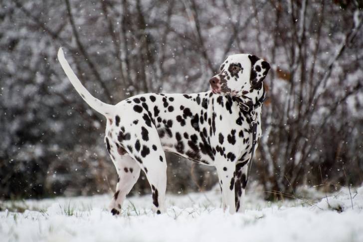 Un beau Dalmatien debout dans la neige