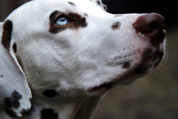 Un Dalmatien au yeux bleus vu de près 