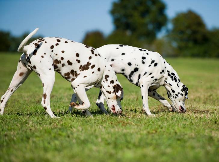 Deux Dalmatiens en train de suivre une piste dans un champ