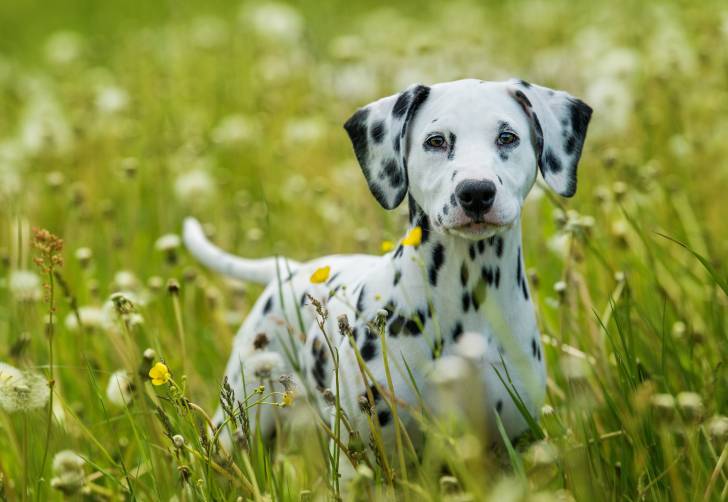 Un Dalmatien dans un champ de fleurs