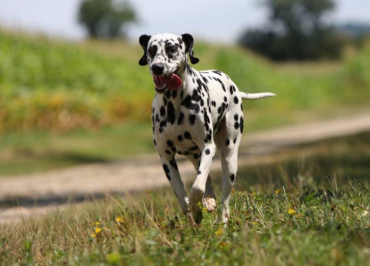 Un Dalmatien fugueur court dans un champ