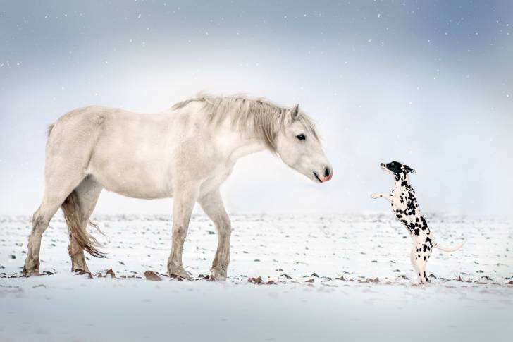 Un Dalmatien dressé sur ses pattes arrière dans la neige et faisant face à un cheval blanc
