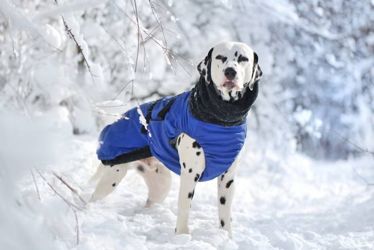 Un Dalmatien avec un manteau bleu dans la neige