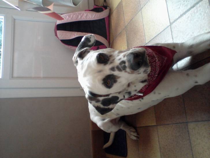 pongo - Dalmatien Mâle (2 ans)