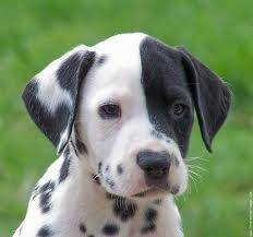 nino - Dalmatien Mâle