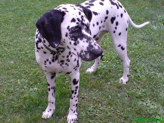 dalma - Dalmatien (3 ans)