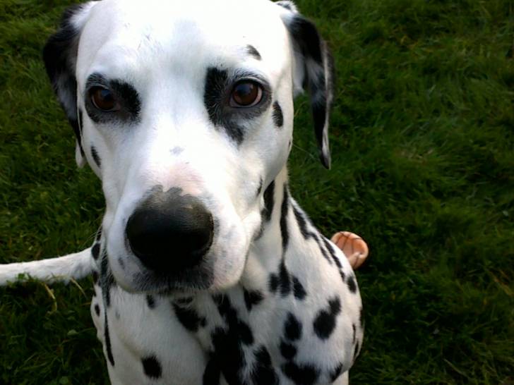 ASTRO - Dalmatien Mâle (6 ans)