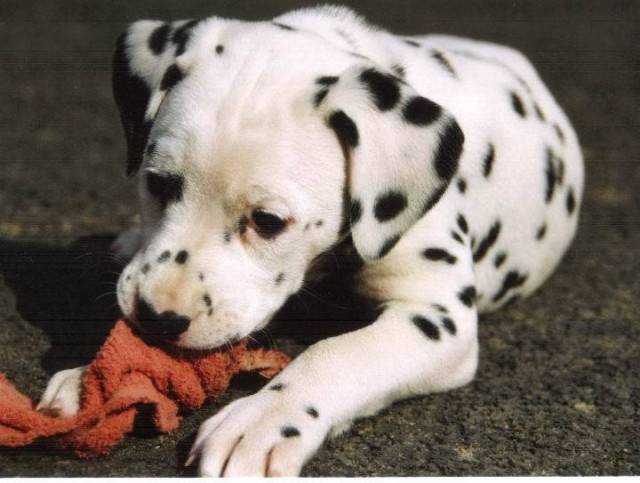 chiot d'Aglaée - Dalmatien (3 mois)