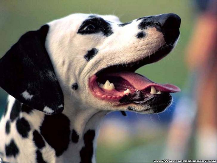 Domino - Dalmatien (1 an)