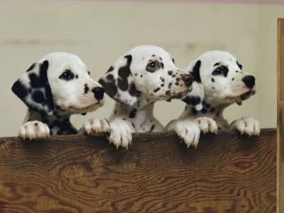 Pop, Ollop + Fizz - Dalmatien (6 mois)