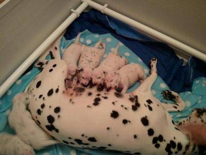 they dont have a name yet because there is 6 girls and 6 boys - Dalmatien (3 mois)