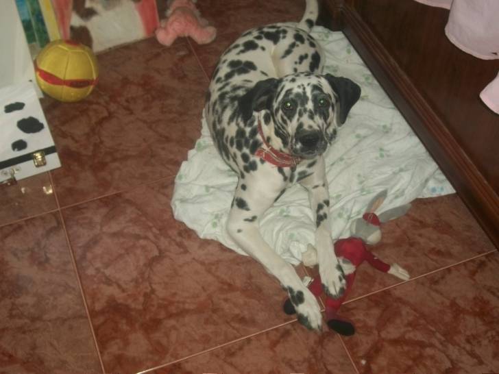 Kira - Dalmatien