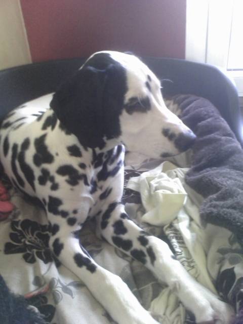 Ina - Dalmatien