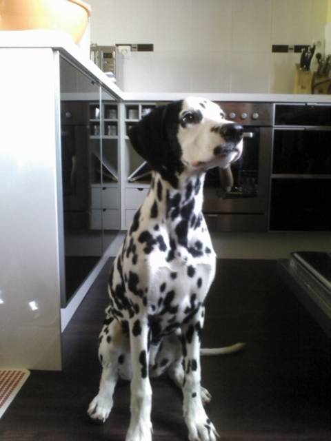 Ina - Dalmatien