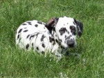 Vikie - Dalmatien Femelle (1 an)