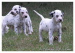 falco, max et kaye - Dalmatien Mâle (4 mois)