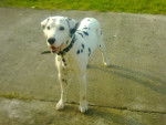 willy - Dalmatien Mâle (10 mois)