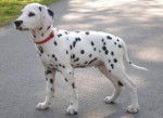 Canelle - Dalmatien Femelle