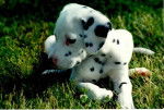 Tyler - Dalmatien Mâle (2 mois)