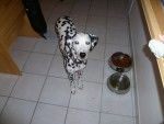 bayanne - Dalmatien Femelle (6 ans)