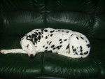 roxy - Dalmatien Mâle (12 ans)