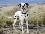 Natasha - Dalmatien Mâle (3 ans)