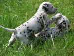 2 dalmatiens jouant - Dalmatien