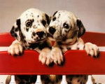 2 dalmatiens trop mignon - Dalmatien